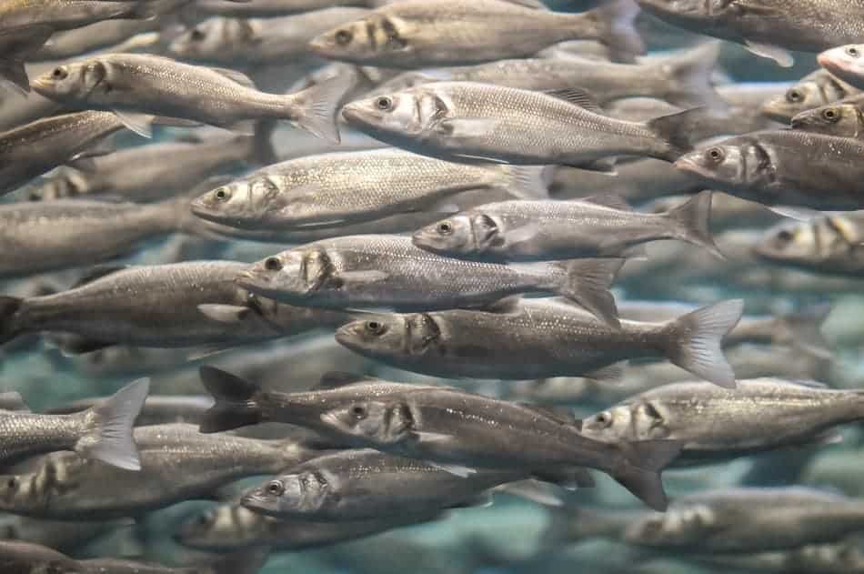 How To Keep Bait Fish Alive Begin To Fish