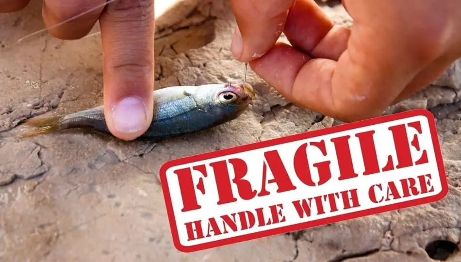 How To Keep Bait Fish Alive Begin To Fish