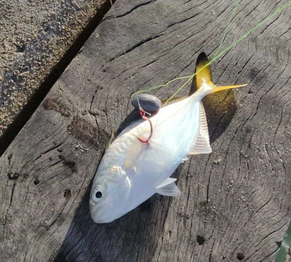 What Is Foul Hooking And Should You Be Doing It? Begin To Fish