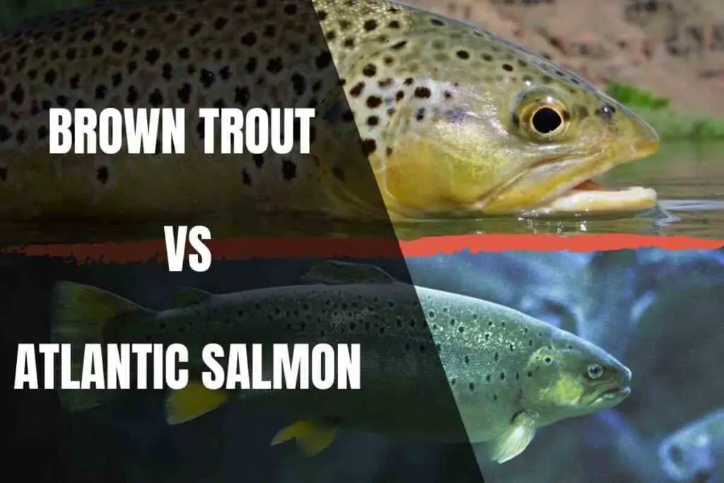 The Differences Between Brown Trout And Atlantic Salmon Begin To Fish
