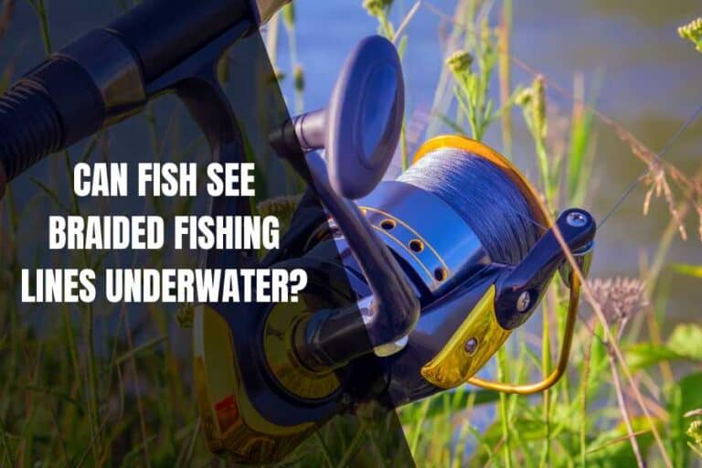 Can Fish See Braided Fishing Lines Underwater? Begin To Fish