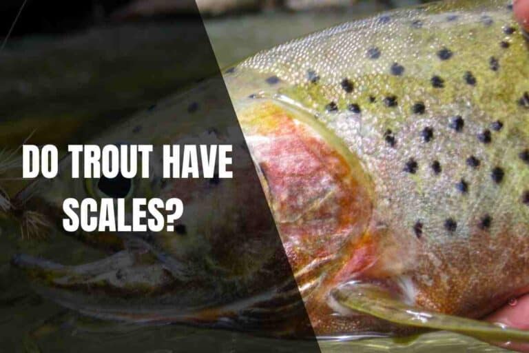 Do Trout Have Scales And What Should You Do About It? Begin To Fish