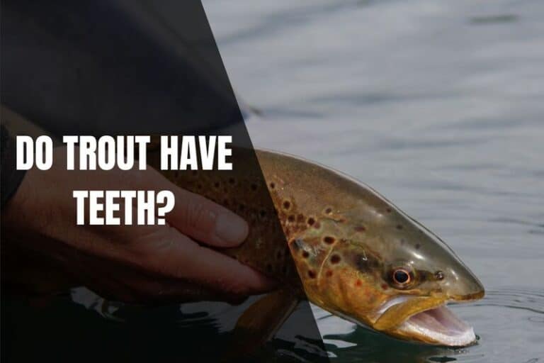 Do Trout Have Teeth? Begin To Fish