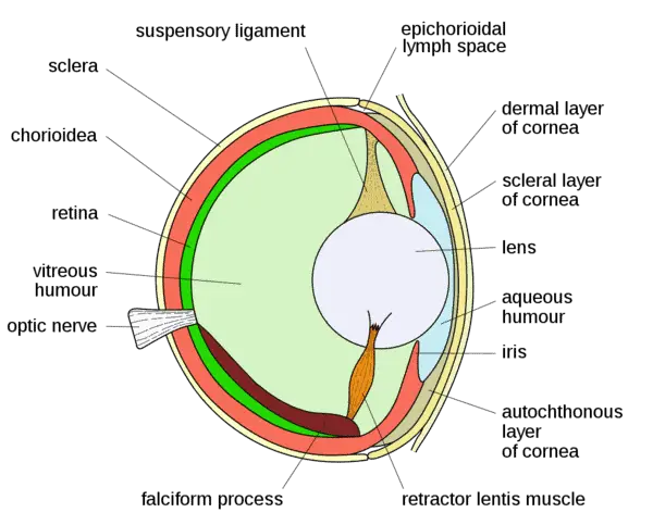 Fish Eye Anatomy