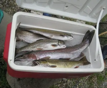 How to Keep a Fish Fresh After Catching Without Ice 