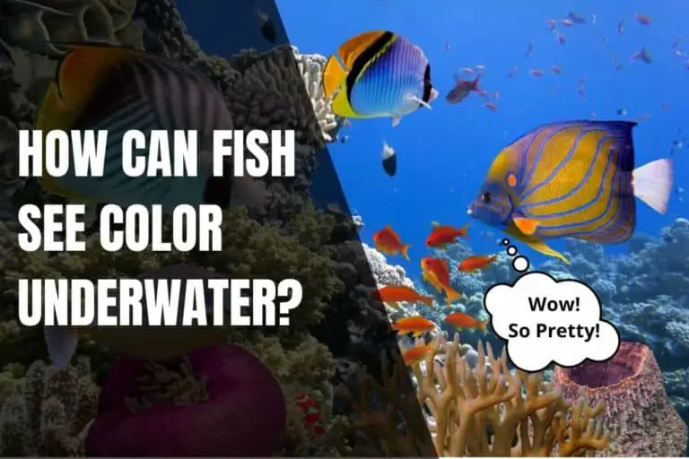 How Can Fish See Color Underwater? Begin To Fish