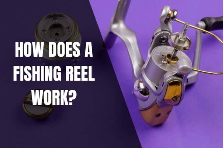 How Does A Fishing Reel Work? Begin To Fish