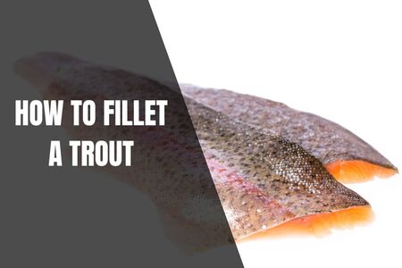 How To Fillet Trout (A Beginner's Guide) - Begin To Fish