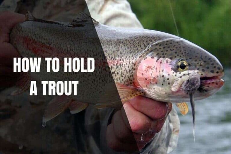 How To Hold A Trout Begin To Fish