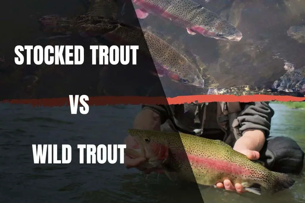 Stocked Trout Vs Wild Trout A Complete Guide Begin To Fish