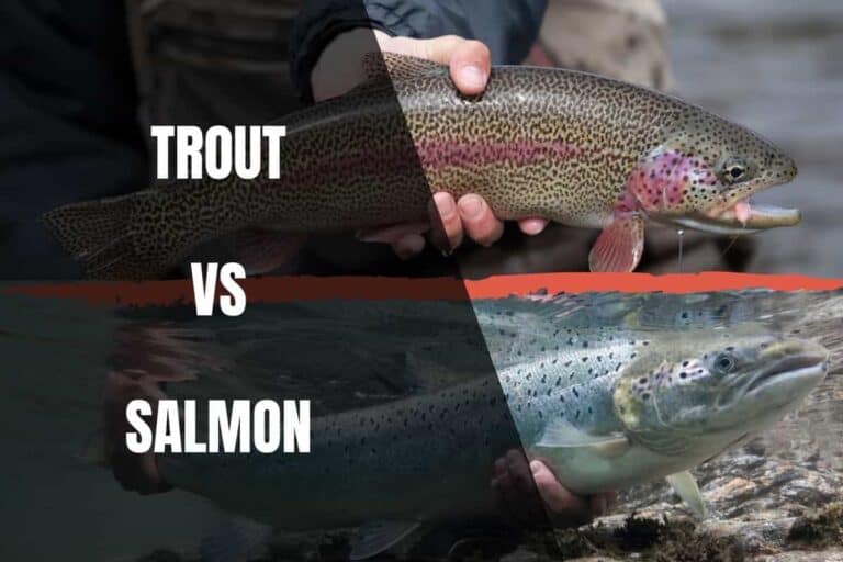 Trout Vs Salmon Key Similarities And Differences Guide Begin To Fish