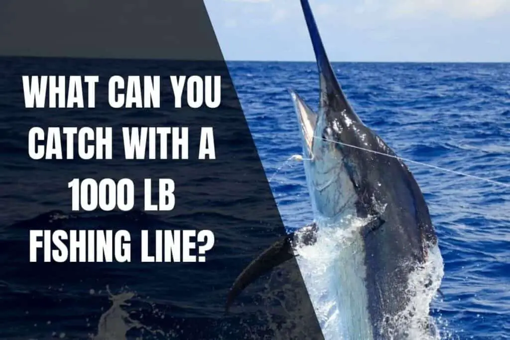 What Can You Catch With A 1000 Lb Fishing Line? Begin To Fish